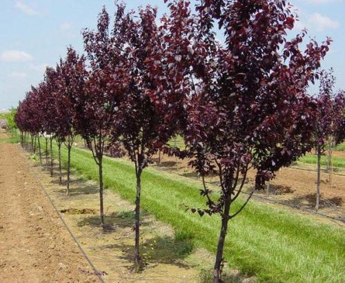 Алыча красная. Внешний вид и плодоношение