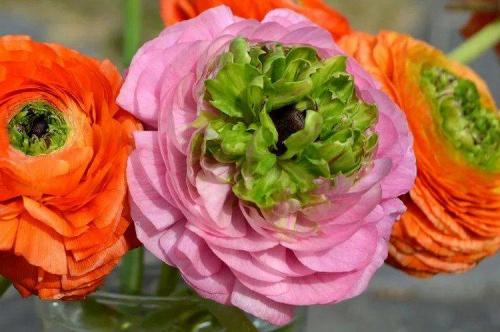 Лютики цветение. Ранункулюс (60 фото): виды, посадка и правильный уход