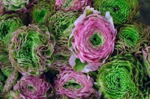 Лютики цветение. Ранункулюс (60 фото): виды, посадка и правильный уход