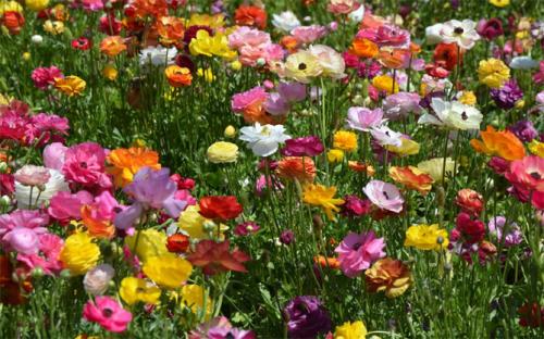 Лютики многолетние. Характеристика и описание растения