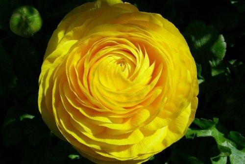 Лютики цветение. Ранункулюс (60 фото): виды, посадка и правильный уход