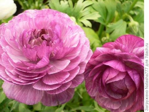 Лютик садовый многолетний. Ранункулюс (садовый лютик)