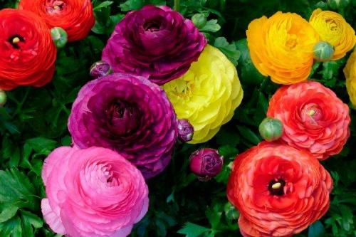 Лютики цветение. Ранункулюс (60 фото): виды, посадка и правильный уход