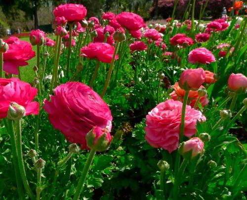 Лютики посадка и уход. Уход за лютиком