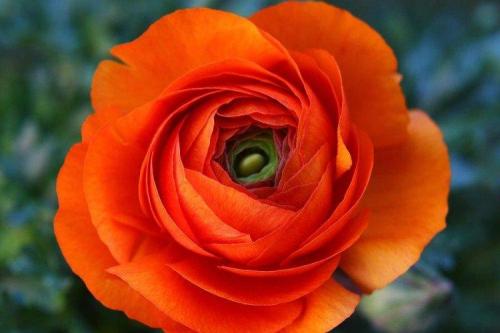 Лютики цветение. Ранункулюс (60 фото): виды, посадка и правильный уход