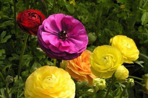 Лютики цветение. Ранункулюс (60 фото): виды, посадка и правильный уход