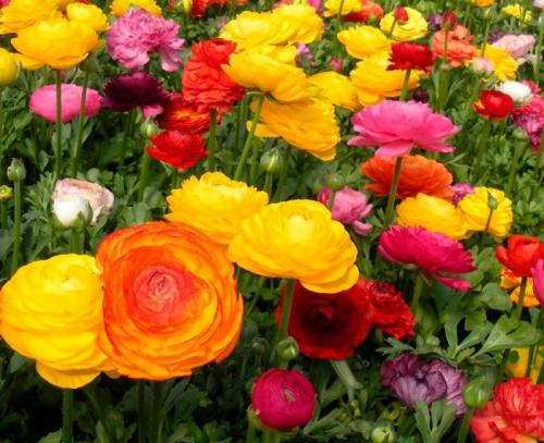 Лютики посадка и уход. Уход за лютиком