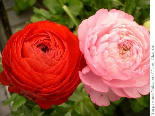 Лютик садовый многолетний. Ранункулюс (садовый лютик)