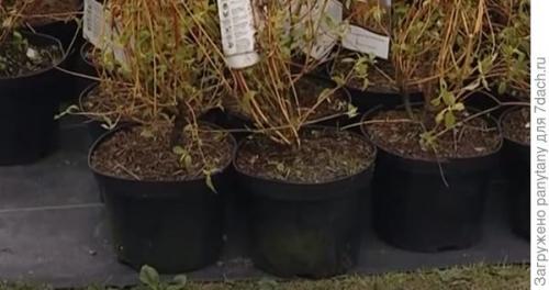 Малина ведрами. Мобильный малинник