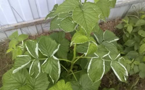 Засохла малина, как спасти. Сохнут листья и ягоды малины —, как бороться с увяданием?