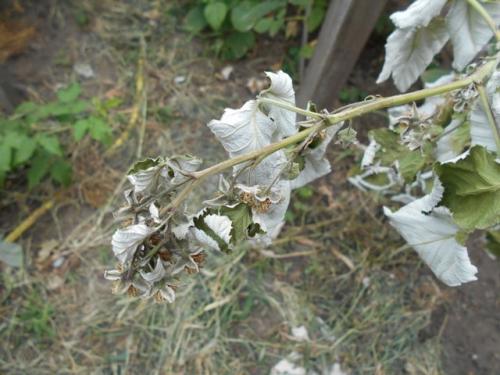 Засохла малина, как спасти. Сохнут листья и ягоды малины —, как бороться с увяданием?