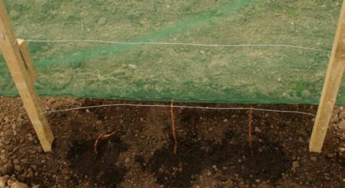 Как ухаживать за малиной осенью, чтобы был хороший урожай. Уход за малиной осенью: посадка, обрезка и подкормка малины, подготовка к зиме