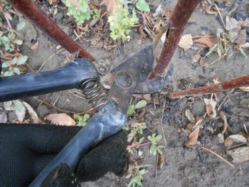 Нужно ли перекапывать малину. Уход за почвой весной и обрезка малины