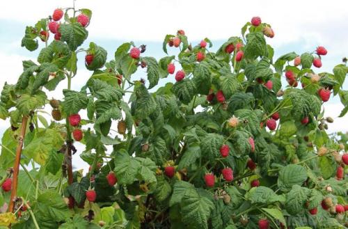 Малина — ботаническое описание