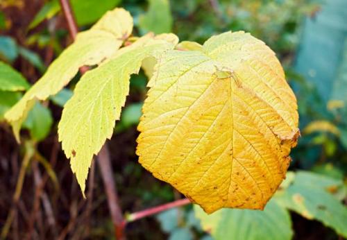 Засохла малина, как спасти. Сохнут листья и ягоды малины —, как бороться с увяданием?