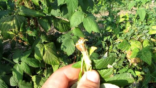 Почему сохнет малина и что делать. Вертициллезное увядание малины (Verticillium) 06