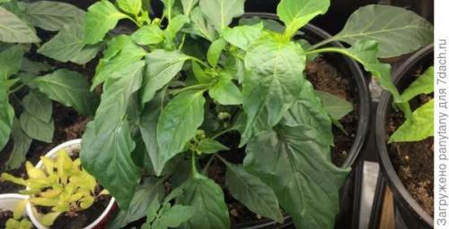 Малина ведрами. Мобильный малинник