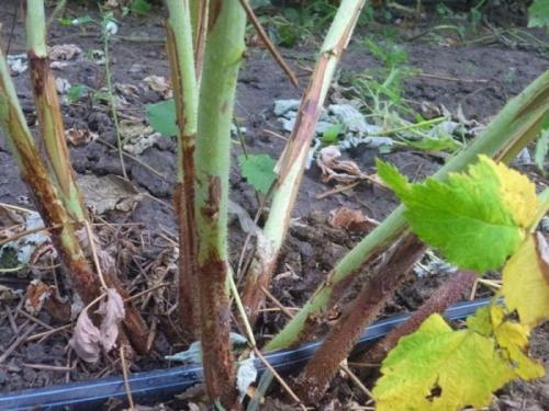 Засохла малина, как спасти. Сохнут листья и ягоды малины —, как бороться с увяданием?