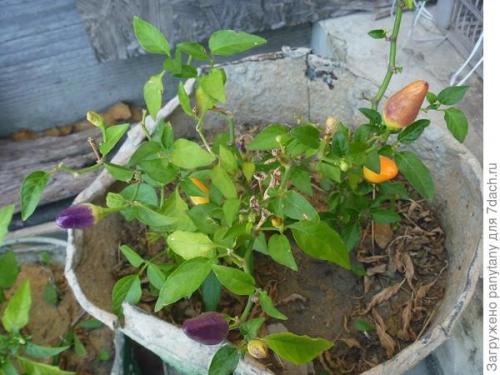 Малина ведрами. Мобильный малинник