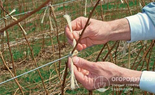 Посадка и уход за малиной весной. Пошаговая инструкция по весенней посадке малины