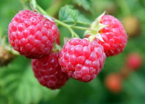 Какие заморозки выдерживает малина. Топ 8 морозостойких сортов малины