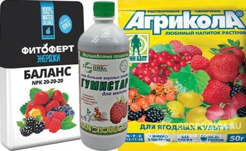 Посадка и уход за малиной весной. Пошаговая инструкция по весенней посадке малины