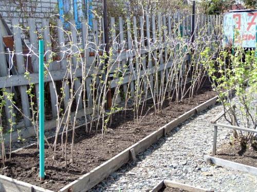 Чем подкормить малину весной. О необходимости подкормки малины весной