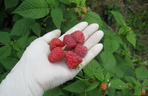 Какие заморозки выдерживает малина. Топ 8 морозостойких сортов малины