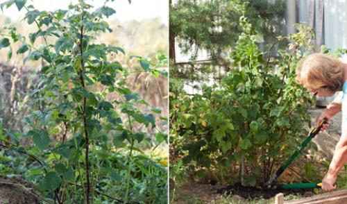 Уход за малиной весной. Добавление статьи в новую подборку 01 Уход за малиной весной. Добавление статьи в новую подборку 01