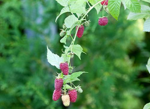 Уход за малиной весной. Добавление статьи в новую подборку Уход за малиной весной. Добавление статьи в новую подборку