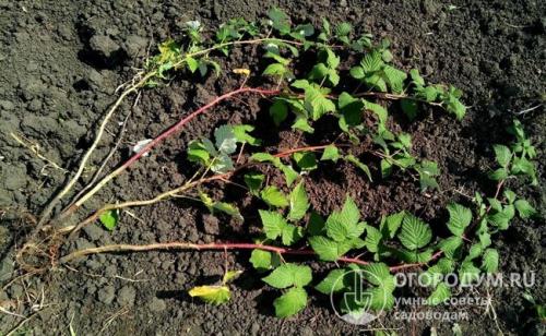 Посадка и уход за малиной весной. Пошаговая инструкция по весенней посадке малины