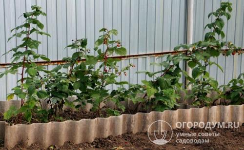 Посадка и уход за малиной весной. Пошаговая инструкция по весенней посадке малины