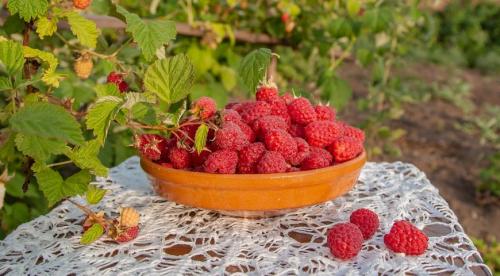 Чтобы малина не вымерзла. Что бы малина не вымерзла 05