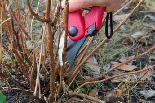Как разбудить малину весной. Обрезка и уход за малиной весной