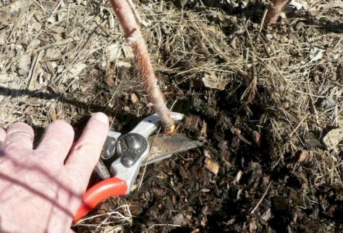 Малина после зимы плохо растет. Санитарная и омолаживающая обрезка