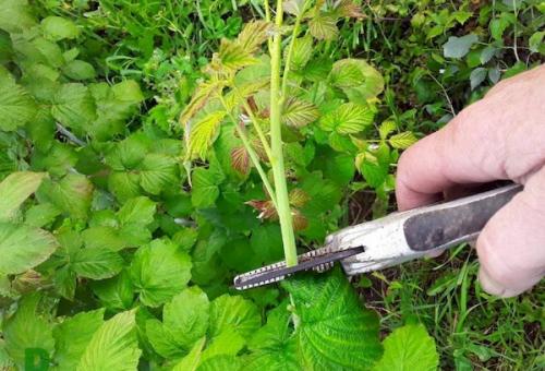 Малина после зимы плохо растет. Санитарная и омолаживающая обрезка