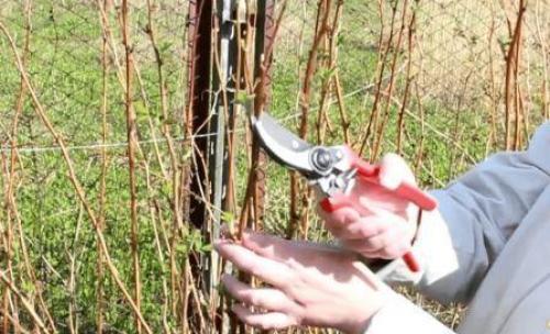 Как разбудить малину весной. Обрезка и уход за малиной весной