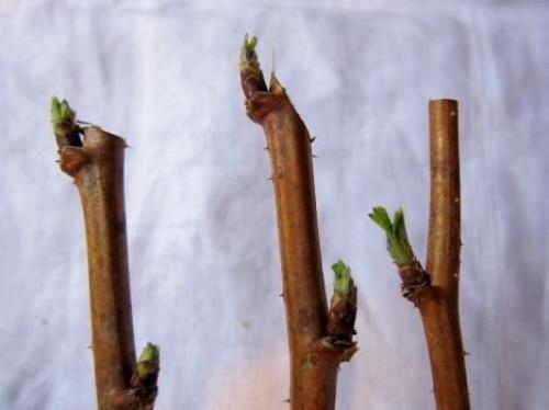 Можно ли обрезать малину в мороз. Группы почек