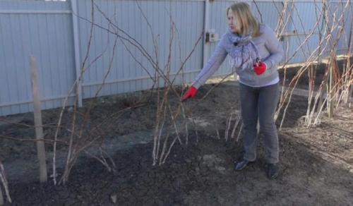 Вымерзла малина, что делать с ней. Если малина подмерзла 05