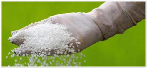 Уход за малиной весной. Малина весной: уход, обрезка, подкормка, обработка от вредителей