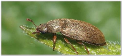 Уход за малиной весной. Малина весной: уход, обрезка, подкормка, обработка от вредителей