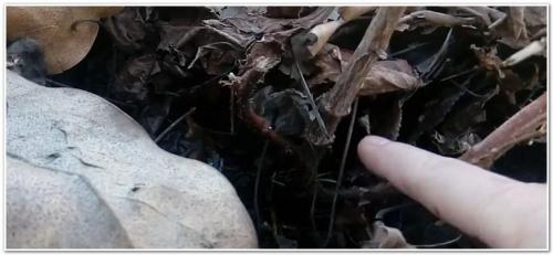 Уход за малиной весной. Малина весной: уход, обрезка, подкормка, обработка от вредителей