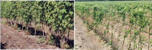 Уход за малиной весной обрезка. Правильная обрезка — залог хорошего урожая