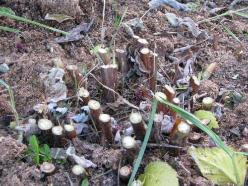 Подготовка малины к зиме. Необходимость и процесс обрезки малины 14 Подготовка малины к зиме. Необходимость и процесс обрезки малины 14