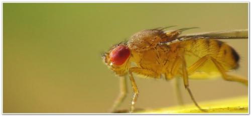 Уход за малиной весной. Малина весной: уход, обрезка, подкормка, обработка от вредителей