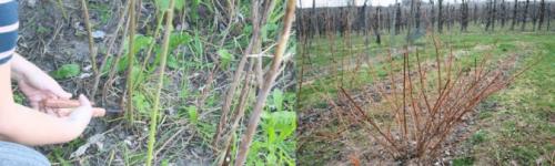 Уход за малиной весной обрезка. Правильная обрезка — залог хорошего урожая