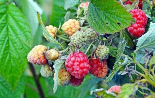 Уход за малиной зимой и весной. Особенности ухода 01