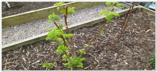 Уход за малиной весной. Малина весной: уход, обрезка, подкормка, обработка от вредителей