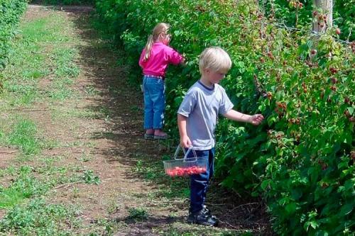 Подготовка малины к зиме. Необходимость и процесс обрезки малины 10 Подготовка малины к зиме. Необходимость и процесс обрезки малины 10