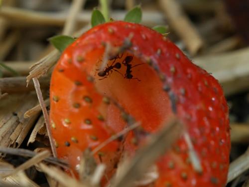 Муравьи в клубнике. Как спасти клубнику от муравьев